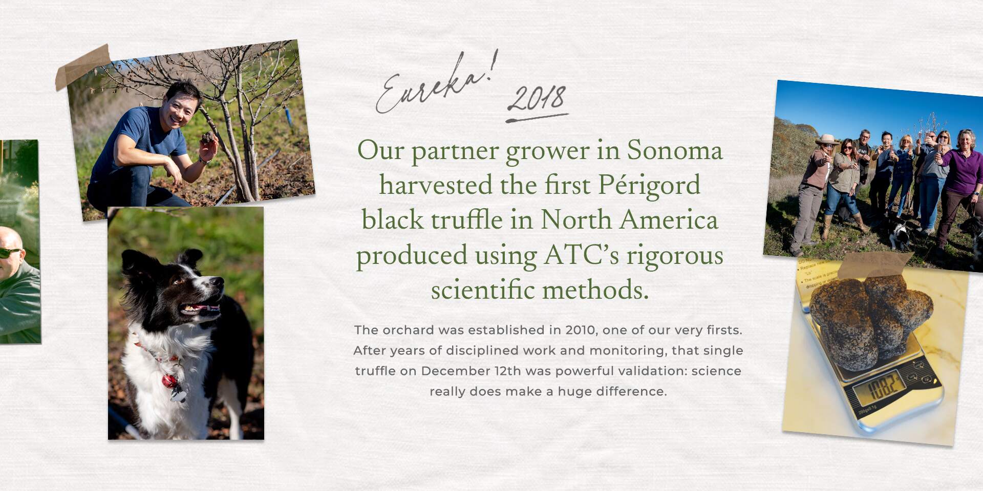 Eureka! 2018 Our partner grower in Sonoma harvested the first Périgord black truffle in North America produced using ATC's rigorous scientific methods