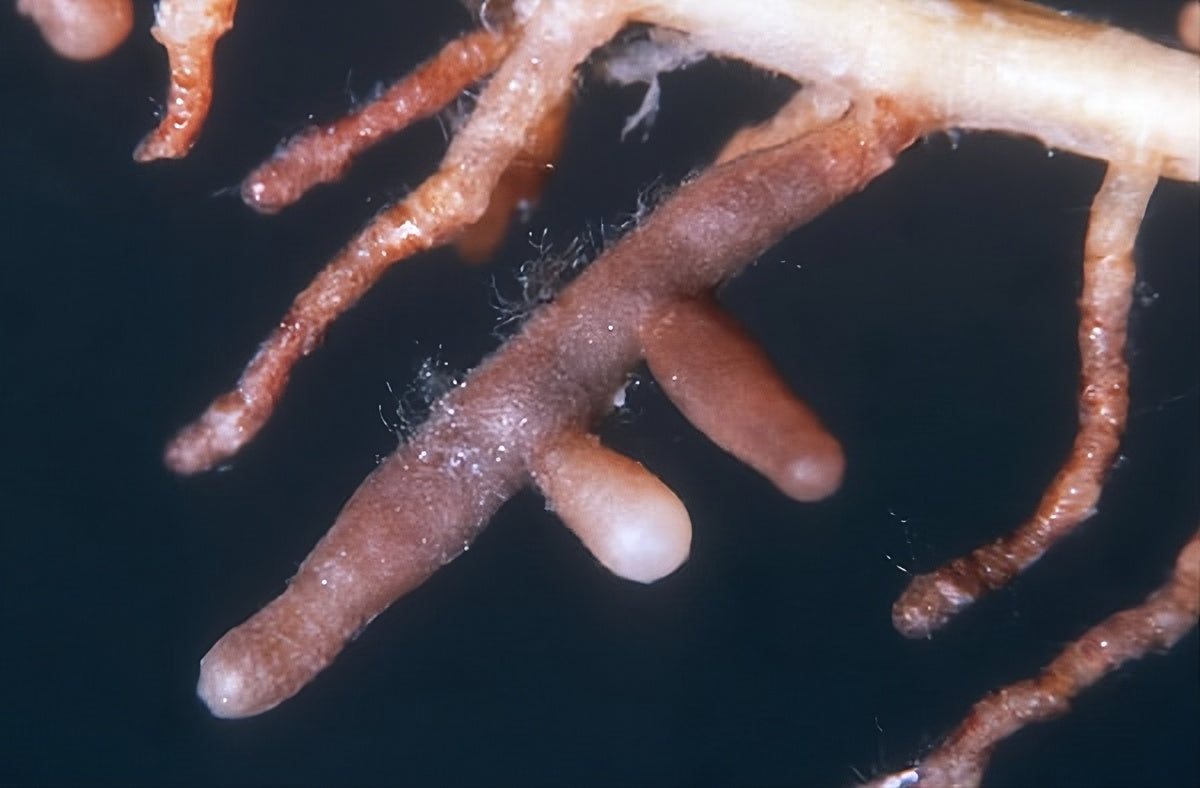 Tuber_melanosporum_mycorrhiza