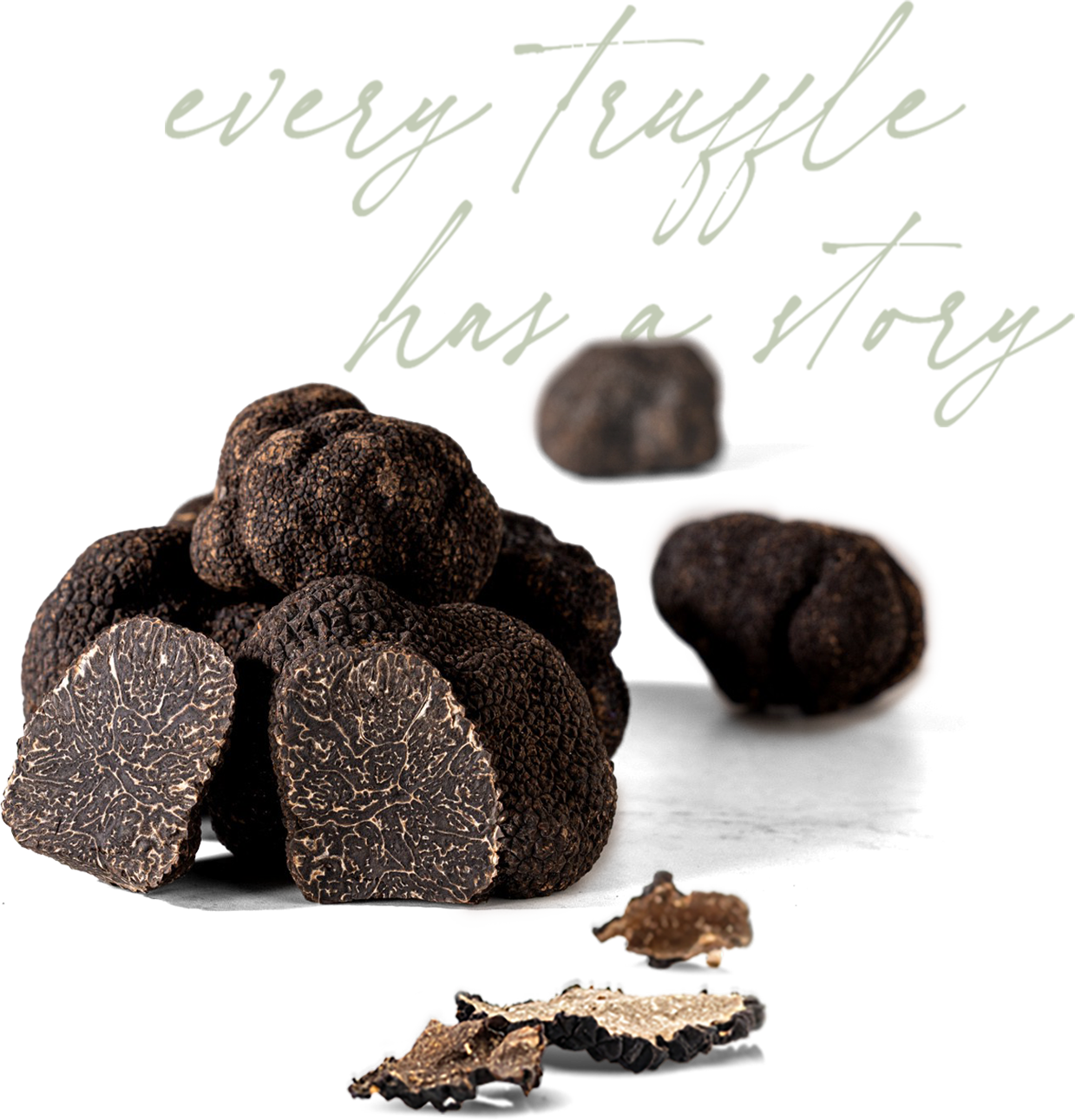 Fresh Autumn Truffle