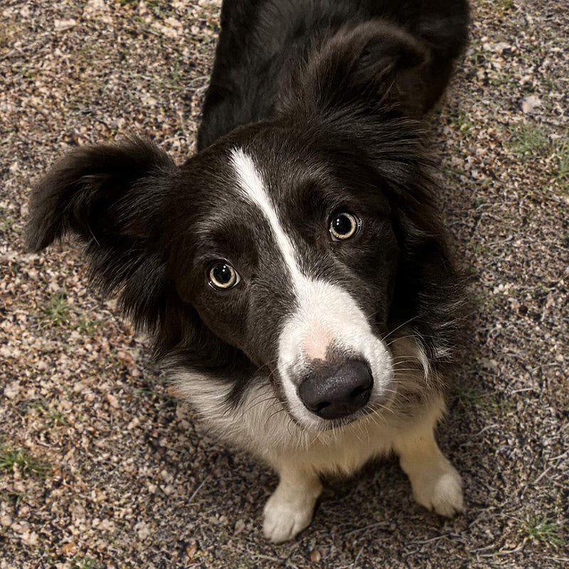 The dogs never miss. Meet the ones who hunt our farms.
