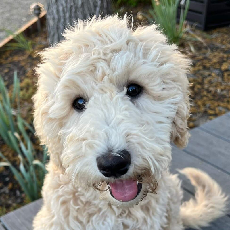 The dogs never miss. Meet the ones who hunt our farms.