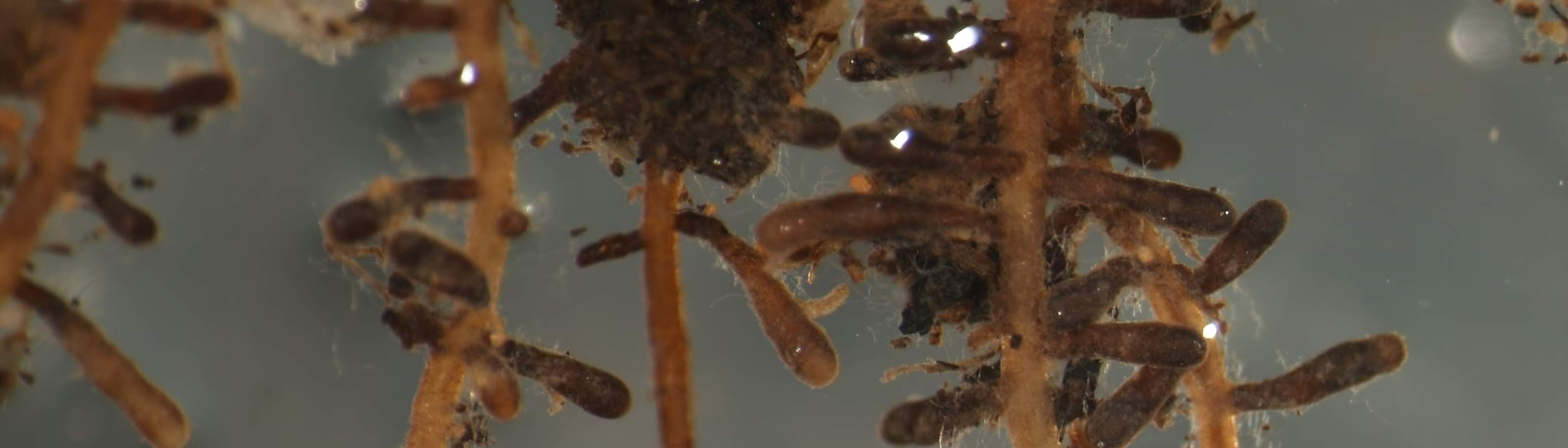 Hero image: truffle fungus (mycorrhiza) partnering with tree roots
