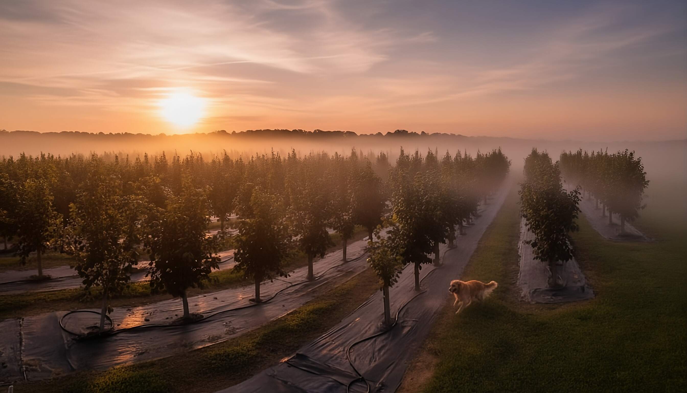 Hero image: truffle orchard landscape (American Truffle Company)