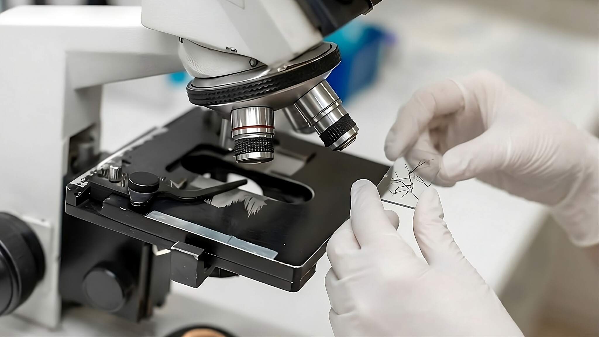 Root Analysis & Mycorrhizal Monitoring | ATC – American Truffle