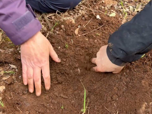 Brushing the soil