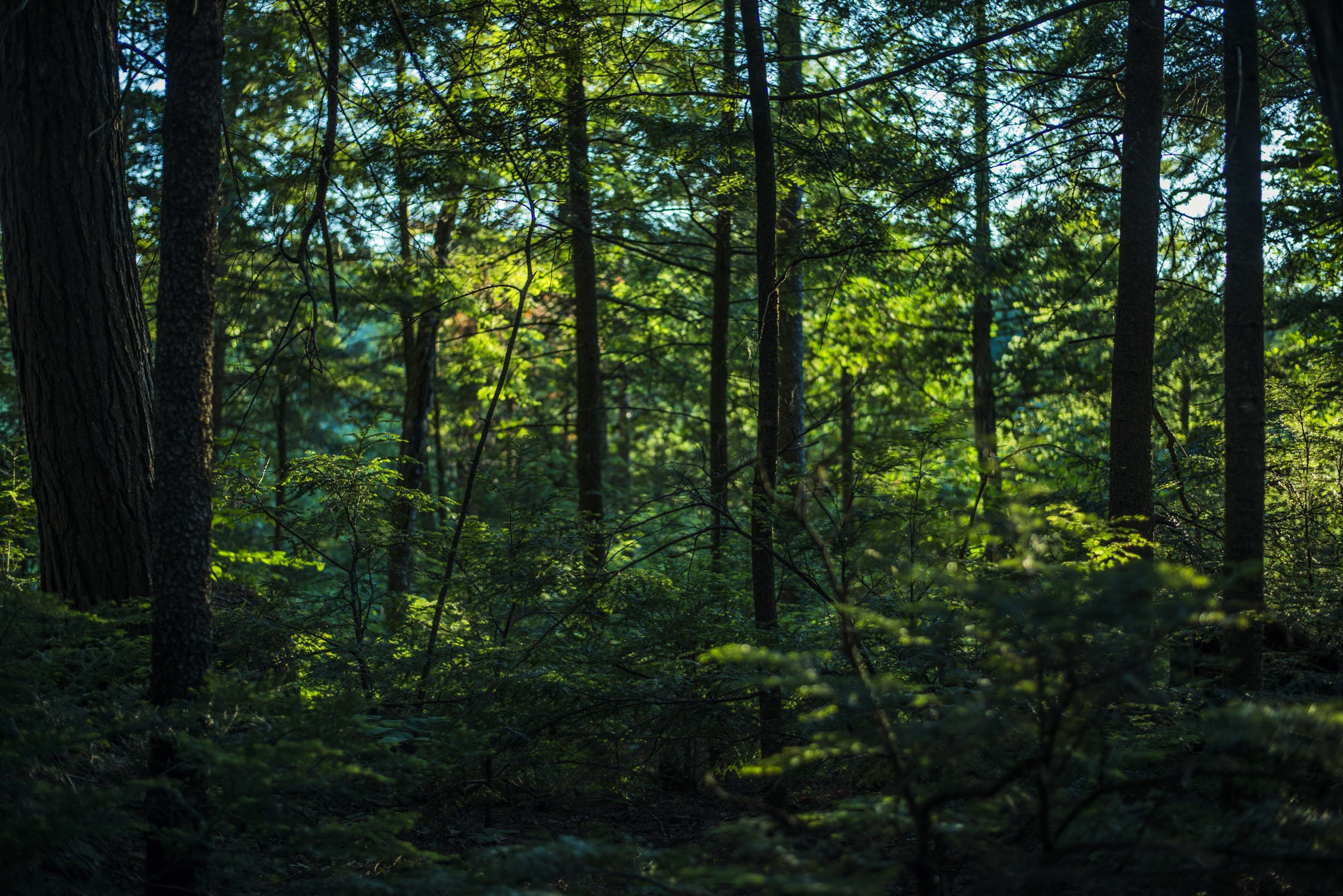 Lush green forest canopy (background image)
