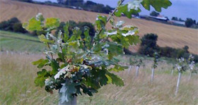 It’s the Season for Truffle Trees…