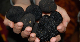 Black Truffles in Macedonia