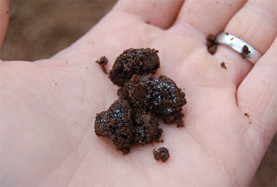 Examining Truffle Rot in Australia