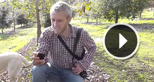 Dr. Paul Thomas digging truffles in Australia