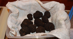 Fake Truffles and “Bad Chefs,” French Growers Flustered