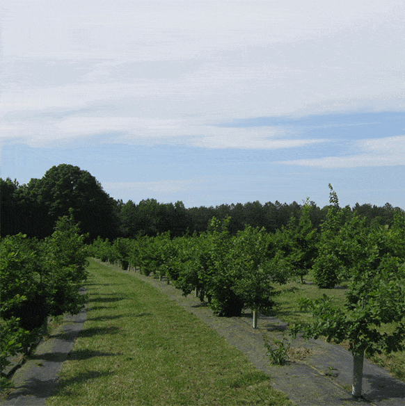 Neatly planted orchard
