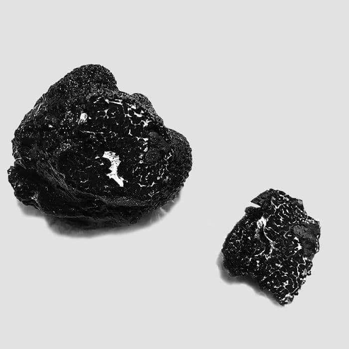 A Périgord truffle grown in Wales